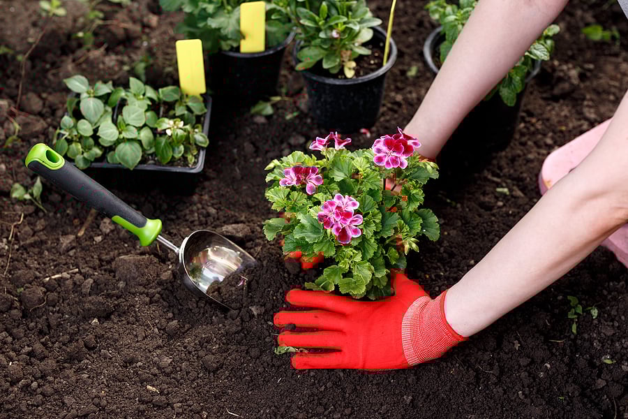bigstock-Gardener-Woman-Planting-Flower-278855686
