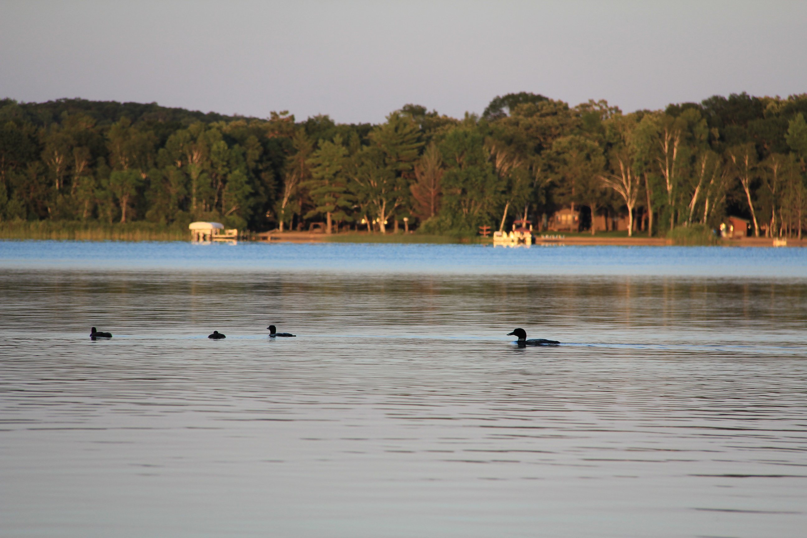 cabin-3631-loon-family